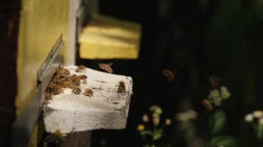 Yakın plan bal arıları ahşap kovana girip çıkıyor polen topluyor, yavaş çekim. Arıcılık konsepti, arı tarımı