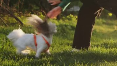 Parkta yeşil çimlerin üzerinde küçük beyaz bir Shih Tzu köpeği oynuyor. İki at kuyruğu ve turuncu bir tasması var..