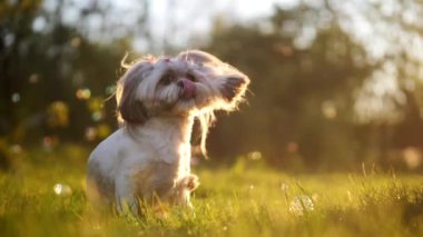 Açık renkli saçlı bir Shih Tzu köpeği parlak güneş ışığı altında yeşil çimenlerde oturuyor, renkli sabun köpükleri etrafta parıldıyor, ılık bir festival atmosferi yaratıyor..