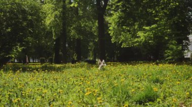 Küçük beyaz bir köpek Shih Tzu parktaki uzun ağaçların arasında sarı karahindiba çiçekleriyle kaplı bir çayırda koşuyor. Çevrede bir sürü yeşillik var, güneşli bir gün, sıcak ve...