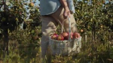 Bir kadın ağaçların arasında meyve bahçesinde kırmızı elmalarla dolu bir sepet taşıyor. Elmalar taze ve sulu görünüyor, parlak güneş ışığı altında ağaçların yeşil yapraklarına karşı.
