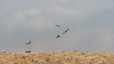 Bir kırlangıç kuşu sürüsü göl yüzeyinde uçuyor kumlu kıyıya yakın bir yerde.