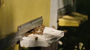 Arıların yan görüntüsü ahşap bir kovana girip çıkıyor. Arıcılık konsepti, arı tarımı