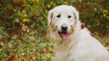 Parkta yerde oturan tasmalı bir Golden Retriever köpeğinin yakın çekimi..