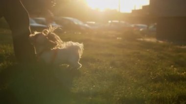Parkta yeşil çimlerin üzerinde küçük beyaz bir Shih Tzu köpeği oynuyor. İki at kuyruğu ve turuncu bir tasması var..