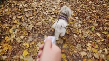 Bir insan, sonbahar yapraklarıyla kaplı bir patika boyunca Shih Tzu köpeğini tasmayla gezdirir. Köpek kahverengi bir kazak giyiyor. Arka görünüm