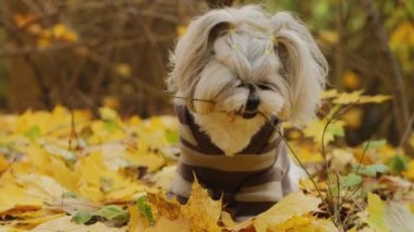 Bir Shih Tzu köpeği sarı sonbahar yapraklarının üzerine çizgili bir kazak giyerek oturur. Köpek ağzında ince bir dal tutuyor.