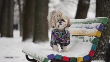 Küçük bir Shih Tzu köpeği kış parkında karla kaplı renkli bir bankta duruyor. Köpek çiçekli parlak bir tulum giymişti.