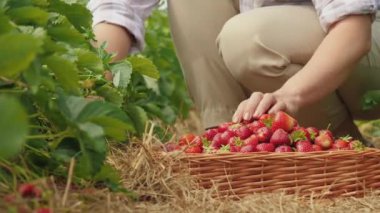 Tarladaki tarlada olgun çilek toplayan kadın çiftçi görüntüsü.