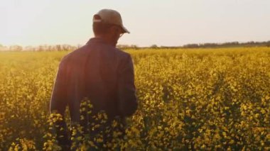 Bir tarım uzmanı gün batımında bir tarlada çiçek açan bir kolza tohumunun büyümesini inceler ve dijital tablet kullanır.