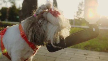Bir Shih Tzu köpeği yürürken şişeden su içer. Beyaz kürkü var, turuncu bir yakası var ve saçları pembe elastik bir bant ve fiyonkla süslenmiş.