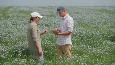 Birkaç çiftçi çiçek açan keten tarlasında dijital tabletle çalışıyor, keten tohumlarının olgunlaşmasını inceliyorlar.