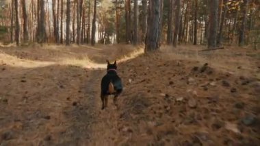 Köpek cüce pinscher düşen yapraklar ve çam iğneleriyle kaplı bir orman yolu boyunca koşar. Uzun çam ağaçlarının etrafını saran güneş ışığının geçmesine izin verin. Sonbahar ormanı bir atmosfer yaratır.