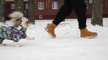 Renkli çiçek desenli tulum giyen bir Shih Tzu köpeği, kahverengi çizmeli ve siyah pantolonlu birinin yanında karda koşar.