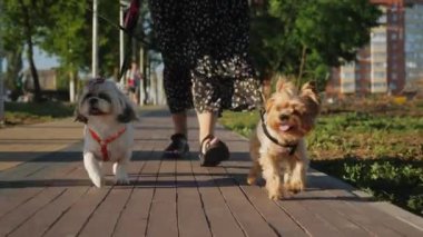 İki küçük köpek, bir Shih Tzu ve bir Yorkshire Terrier sahibi ile birlikte parkta kaldırımda yürüyorlar. Güneşli bir gün, yeşil çimenler ve ağaçlarla çevrili.