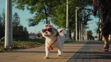 Parlak kırmızı güneş gözlüklü küçük bir Shih Tzu köpeği ve kafasında kırmızı bir fiyonk. Köpek, bir parkta yaya yolunda tasmayla yürüyor.