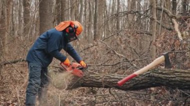 Koruyucu giysili, turuncu kasklı, eldivenli ve kulaklıklı bir oduncu ormanda devrilmiş bir ağacı keserek testere kullanıyor. Ağacın yanında bir balta var.