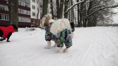 Kış kıyafetli üç köpek karda dostça, aktif bir yürüyüşün tadını çıkarırlar.