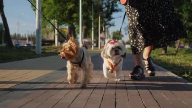 İki küçük köpek, bir Shih Tzu ve bir Yorkshire Terrier sahibi ile birlikte parkta kaldırımda yürüyorlar. Güneşli bir gün, yeşil çimenler ve ağaçlarla çevrili.