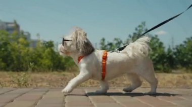 Güneşli bir günde küçük bir Shih Tzu köpeği tasmayla yürüyor. Köpek turuncu bir kayış takımı ve siyah güneş gözlüğü takıyor, şık ve kendinden emin görünüyor.
