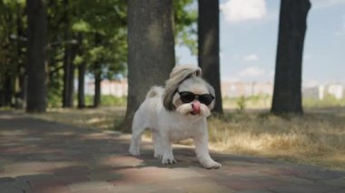 Küçük bir Shih Tzu köpeği parktaki kaldırım taşı patikasında yürüyor, siyah güneş gözlüğü takıyor.