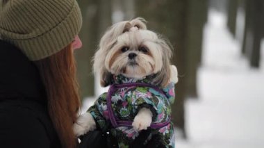 Shih Tzu köpeği canlı, sıcak kıyafetler içinde, karlı bir parkta yürürken sahibinin yüzünü yalıyor.