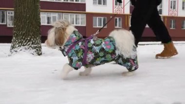 Parlak tulumlu bir Shih Tzu köpeği, karlı bir sokakta kışın giyinmiş bir insanla yürür. Arka planda apartmanlar ve karla kaplı ağaçlar var.