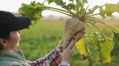 Agronomist gün batımında şeker pancarını inceler. Olgun şeker pancarı tutan bir kadın çiftçi. Şeker pancarı yetiştiriciliği.