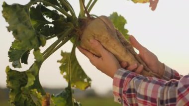 Yakın çekim eller: tarlada olgun şeker pancarı tutan dişi bir çiftçi. Şeker pancarının yetiştirilmesi. Agronomist gün batımında şeker pancarını inceliyor.