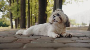 Ağaçlarla çevrili bir parkta küçük bir Shih Tzu köpeği kaldırım taşı patikasında yatıyor. Köpek rahat görünüyor.