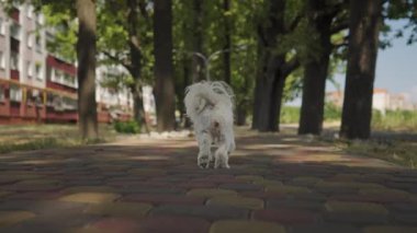 Küçük bir Shih Tzu köpeği parktaki kaldırım taşı patikasında yürüyor, arkadan görülüyor. Arka planda ağaçlar ve çok katlı binalar var.