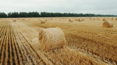 Buğday tarlasında sarılmış saman, Pan shot. Yazın kırsal alanda saman balyalarıyla
