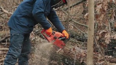 Kesilmiş bir ağaç gövdesi bir oduncu tarafından kesilir. Ormanların tahrip edilmesi, orman kesimi kavramı