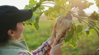 Agronomist gün batımında şeker pancarını inceler. Olgun şeker pancarı tutan bir kadın çiftçi. Şeker pancarı yetiştiriciliği.
