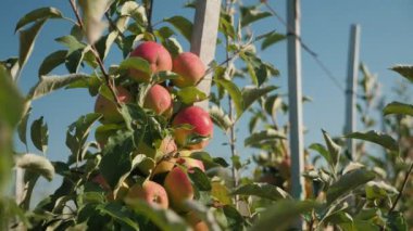Meyve ağaçlarında asılı kırmızı elmalar güneşli bir havada mavi gökyüzüne karşı soyutlanmış dallar.