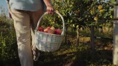 Elma bahçesindeki bir kadın olgun elma, bacak ve sepetle dolu bir sepet taşır. Elma toplama mevsimi
