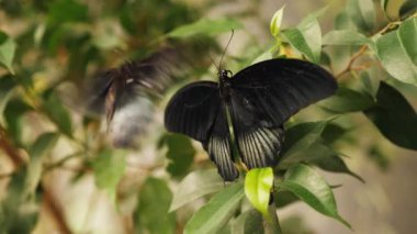Bir ağaç perisinin yakın görüntüsü kelebek fikri leuconoe yeşil bir yaprağa kondu.