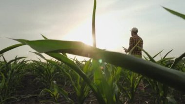 Başarılı bir çiftçi namusunu kontrol eder, tarlada mısır olgunlaştırır, elinde dijital tabletle çalışır.