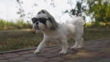 Güneşli bir günde, küçük bir Shih Tzu köpeği parke bir yolda koşuyor, siyah güneş gözlüğü takıyor. Köpek mutlu ve aktif görünüyor, dili dışarı çıkmış.