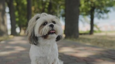 Shih Tzu, bir parkta, ağaçların arasında, doğal yeşillik çerçevesinde oturuyor.