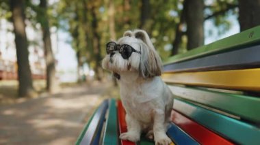 Parktaki renkli bir bankta oturan küçük bir Shih Tzu köpeği siyah güneş gözlüğü takıyor. Ağaçlar ve yeşilliklerle çevrili bu sahne, huzur ve neşe dolu bir atmosfer yaratır.