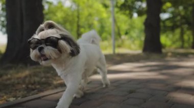 Güneşli bir günde, küçük bir Shih Tzu köpeği parke bir yolda koşuyor, siyah güneş gözlüğü takıyor. Köpek mutlu ve aktif görünüyor, dili dışarı çıkmış.