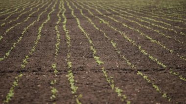 Genç nohut tarlası. İlkbaharda tarımda yetişen küçük yeşil filizler.