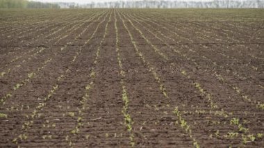 Yeni hazırlanmış bir tarlada yetişme mevsiminin başlangıcını sembolize eden genç fideler.