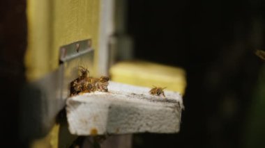 Yakın plan bal arıları ahşap kovana girip çıkıyor polen topluyor, yavaş çekim. Arıcılık konsepti, arı tarımı