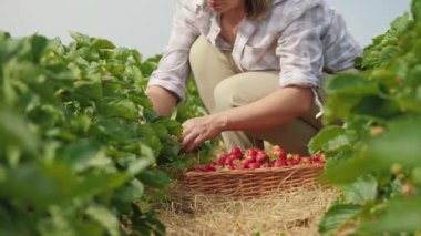 Düşük açılı kadın çiftçi tarladaki tarlada olgun çilek topluyor.