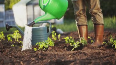 Sulayan bir çiftçinin, sebze bahçesindeki bir sulama kutusundan domates fideleri ektiği alt açı görüntüsü.