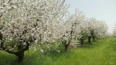 İlkbaharda bir çiftlik bahçesinde çiçek açan elma ağaçlarının yakınlaşması. Arılar çiçek açan ağaçları döller.