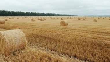 Buğday tarlasında sarılmış saman, Pan shot. Yazın kırsal alanda saman balyalarıyla