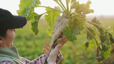 Agronomist gün batımında şeker pancarını inceler. Olgun şeker pancarı tutan bir kadın çiftçi. Şeker pancarı yetiştiriciliği.